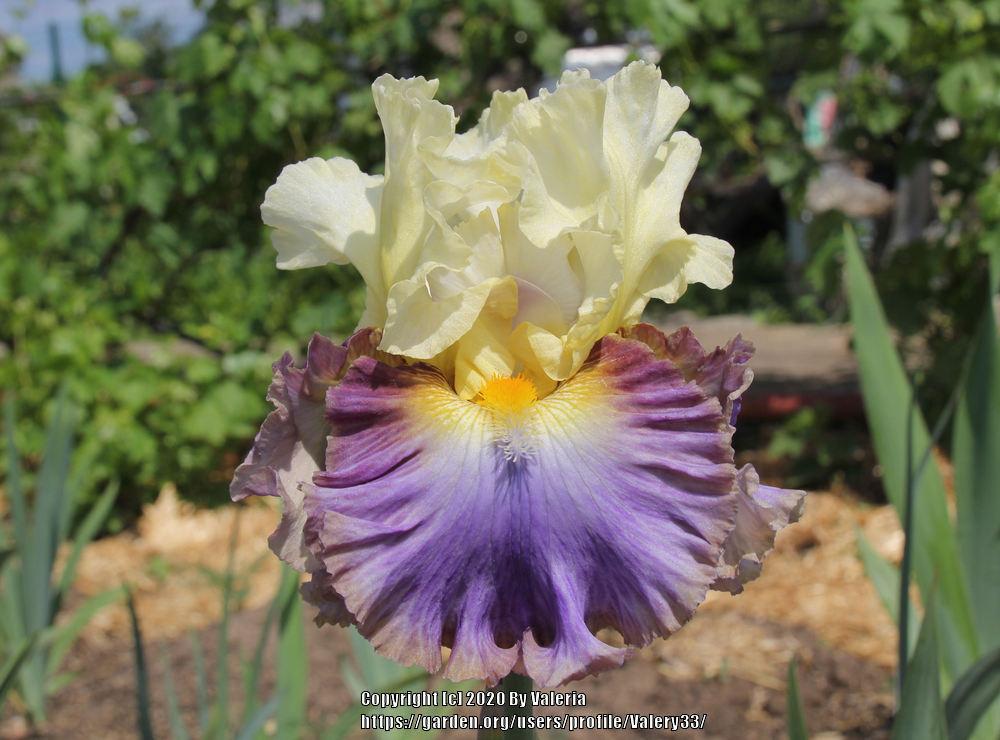 Photo of Tall Bearded Iris (Iris 'Style Traveller') uploaded by Valery33