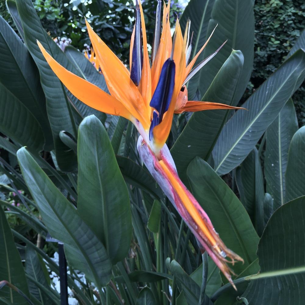 Photo of Bird of Paradise (Strelitzia reginae) uploaded by csandt