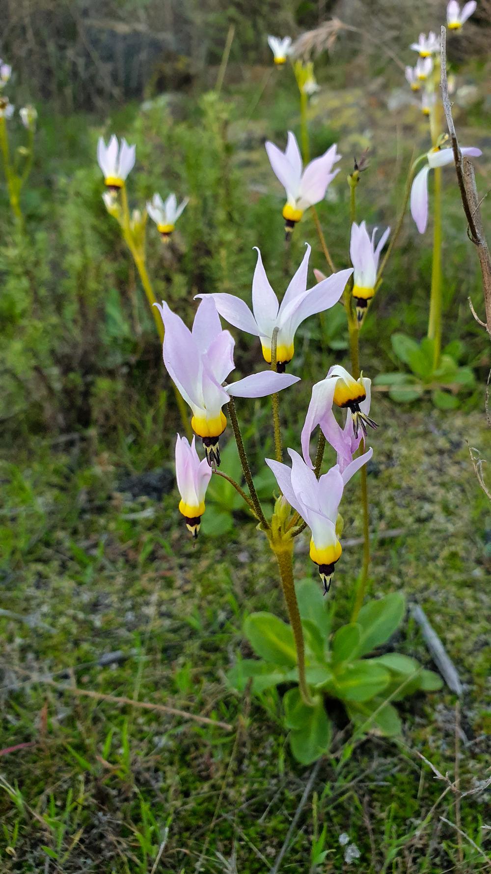 Photo of Lowland Shooting Star (Dodecatheon clevelandii) uploaded by Baja_Costero