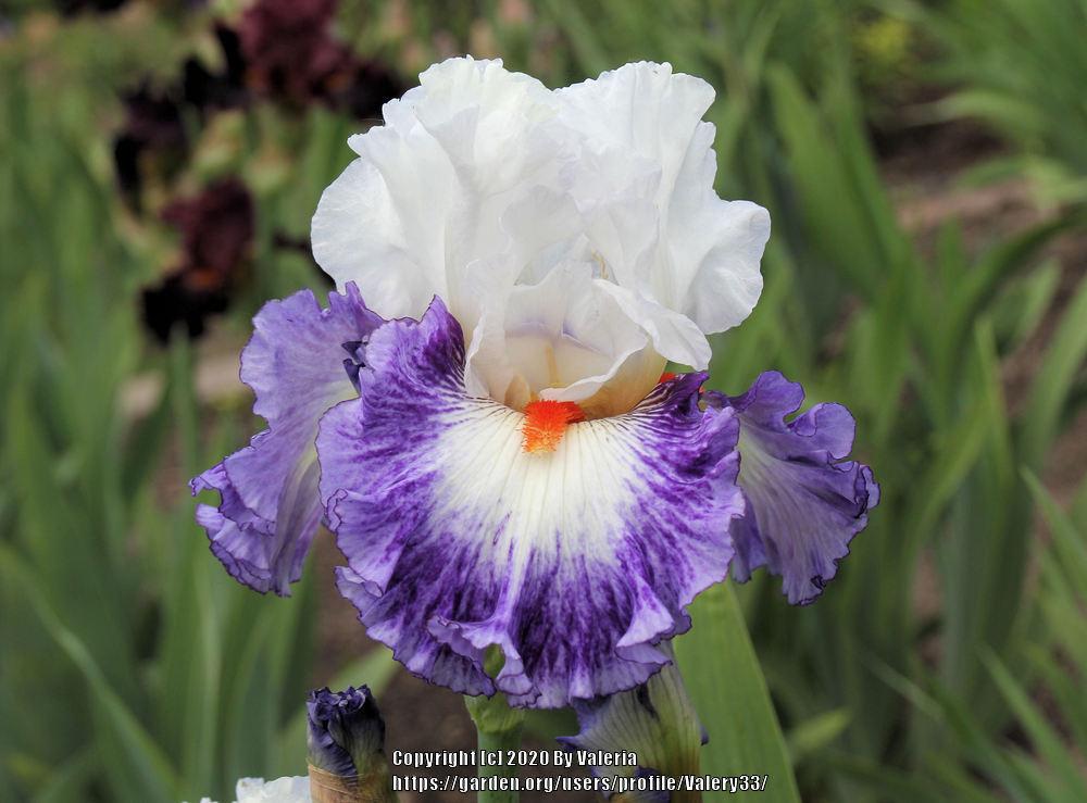 Photo of Tall Bearded Iris (Iris 'Gypsy Lord') uploaded by Valery33