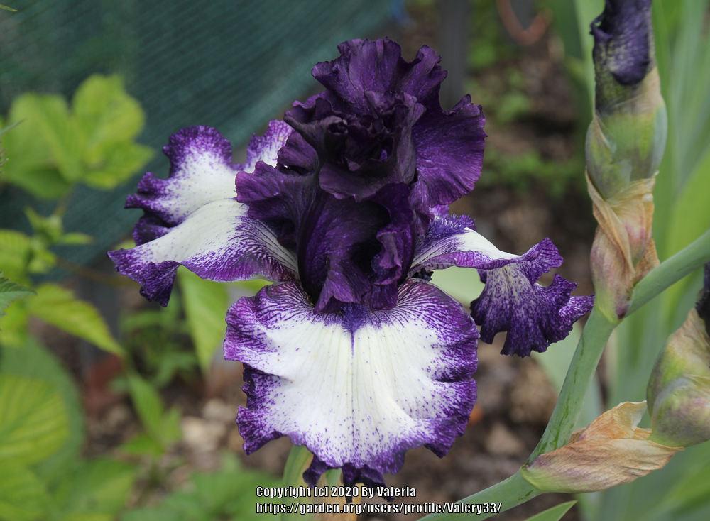 Photo of Tall Bearded Iris (Iris 'Grapetizer') uploaded by Valery33