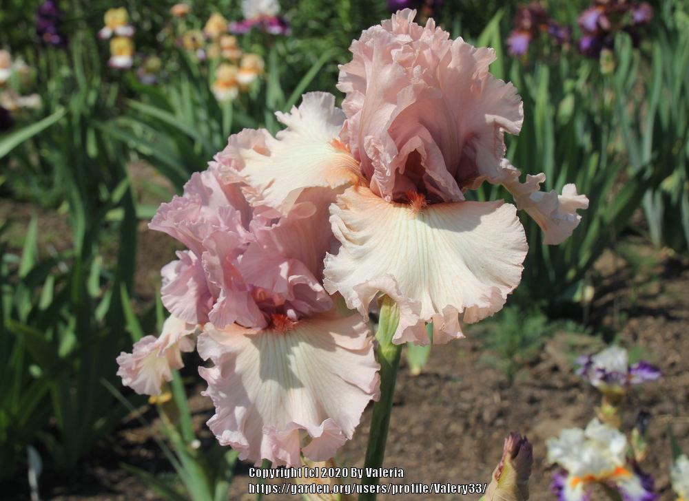 Photo of Tall Bearded Iris (Iris 'Bewitchment') uploaded by Valery33
