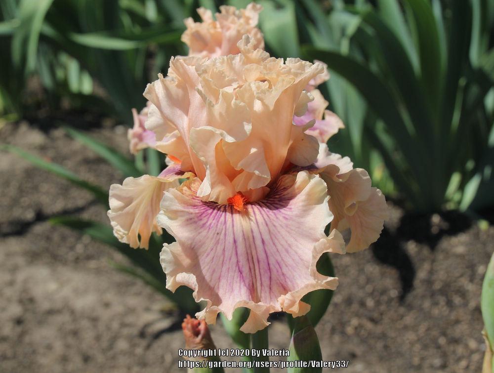 Photo of Tall Bearded Iris (Iris 'Center Line') uploaded by Valery33