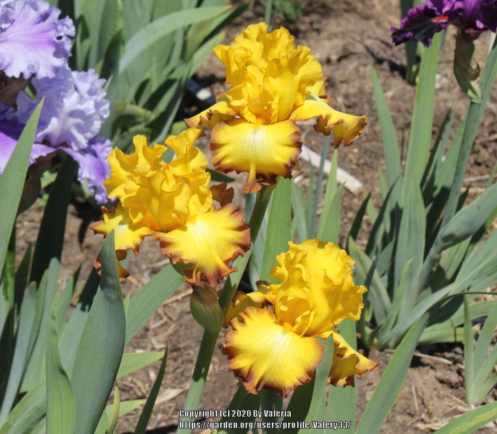 Photo of Tall Bearded Iris (Iris 'Bold Vision') uploaded by Valery33
