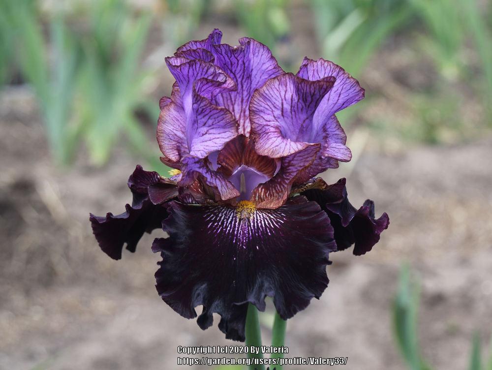Photo of Tall Bearded Iris (Iris 'One of a Kind') uploaded by Valery33