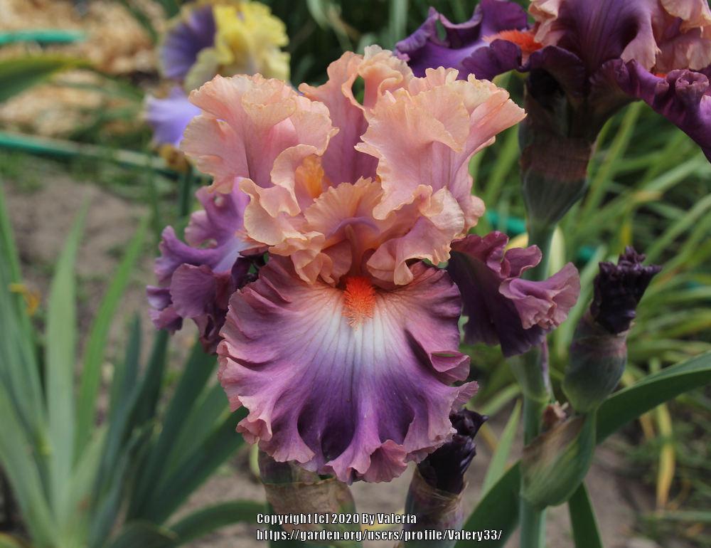 Photo of Tall Bearded Iris (Iris 'Photogenic') uploaded by Valery33