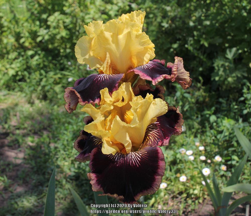 Photo of Tall Bearded Iris (Iris 'Indulgence') uploaded by Valery33