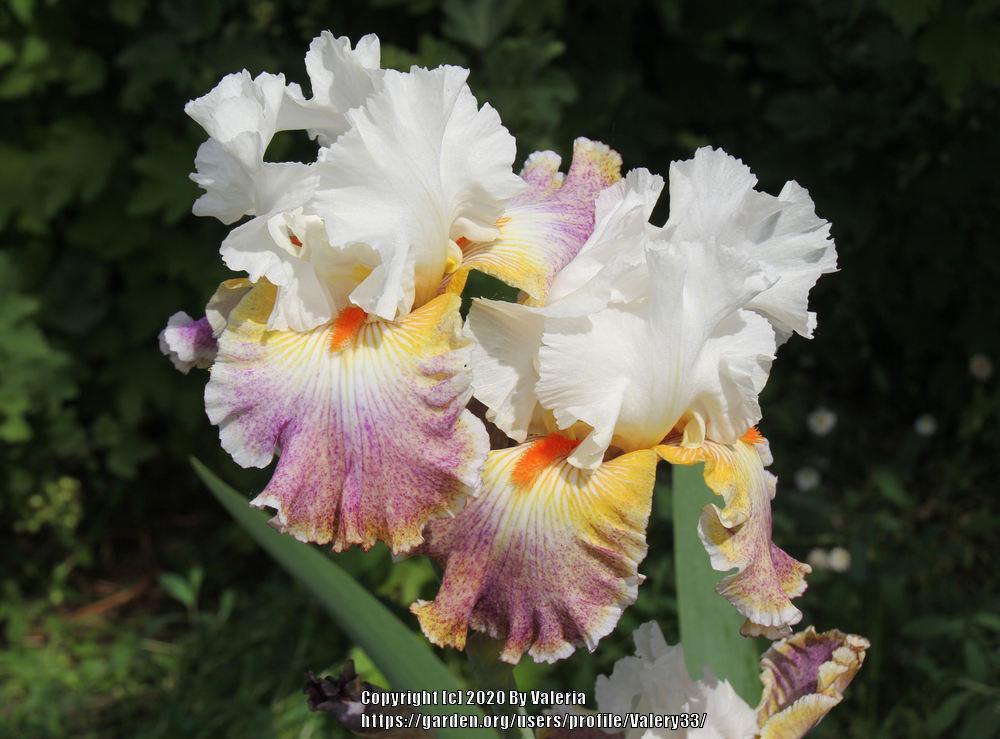 Photo of Tall Bearded Iris (Iris 'Fantasy Ride') uploaded by Valery33