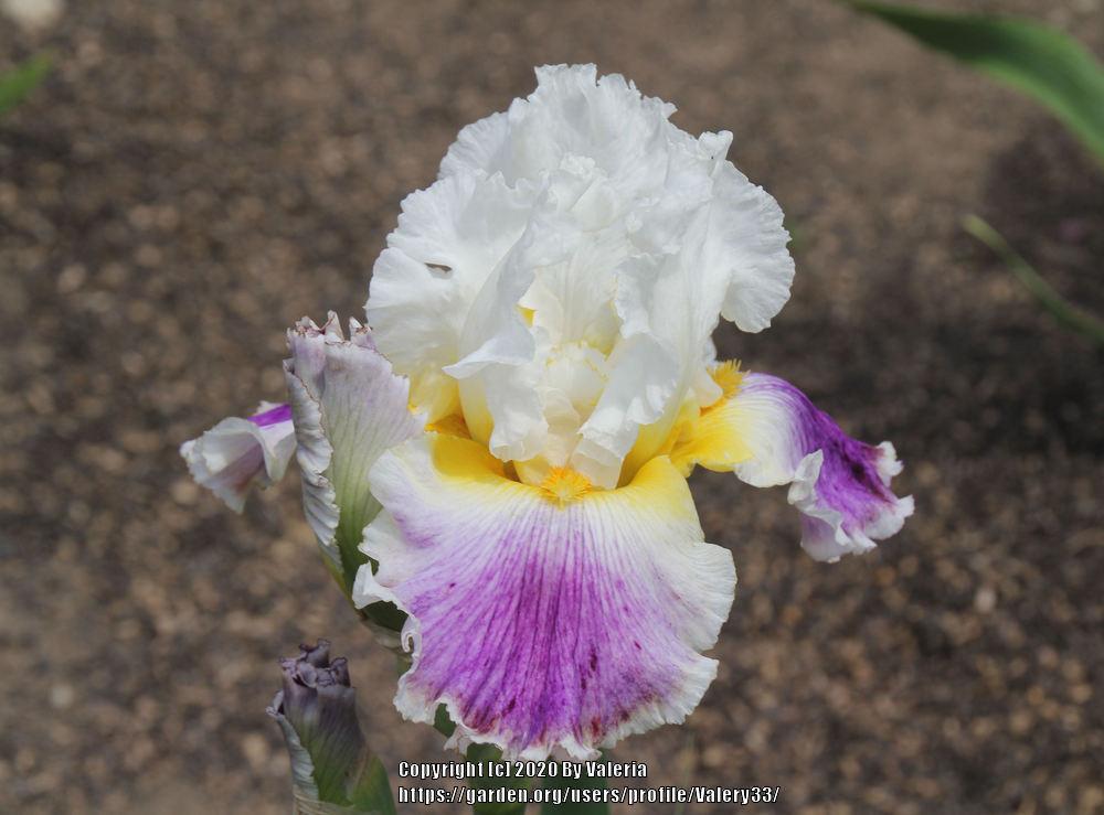 Photo of Tall Bearded Iris (Iris 'Beacon of Light') uploaded by Valery33