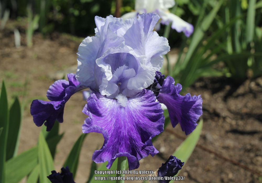 Photo of Tall Bearded Iris (Iris 'Cross Current') uploaded by Valery33