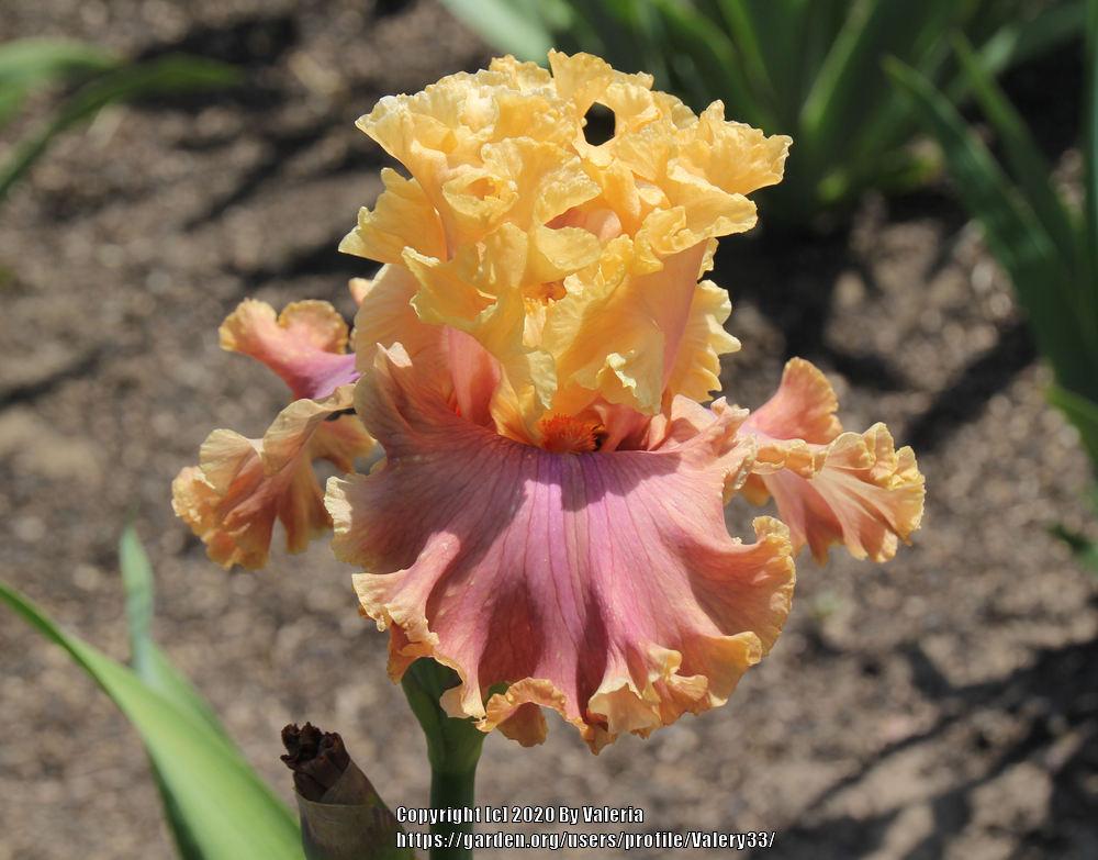 Photo of Tall Bearded Iris (Iris 'Glamazon') uploaded by Valery33