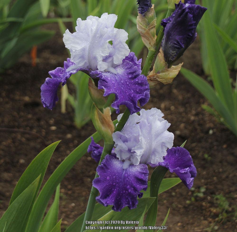 Photo of Tall Bearded Iris (Iris 'Cross Current') uploaded by Valery33
