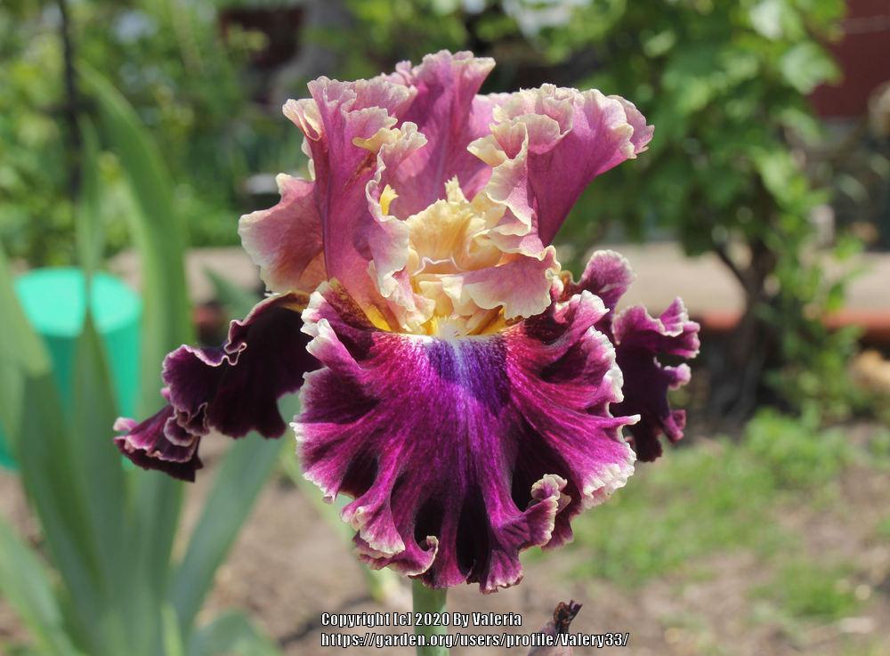 Photo of Tall Bearded Iris (Iris 'Montmartre') uploaded by Valery33