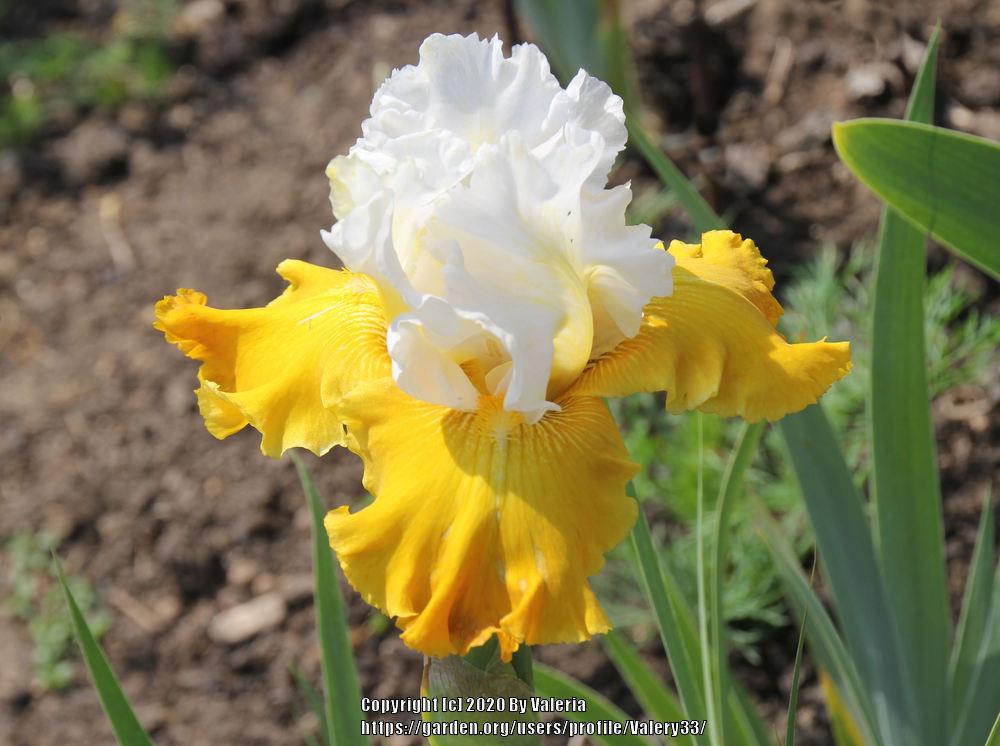 Photo of Tall Bearded Iris (Iris 'Aura Light') uploaded by Valery33