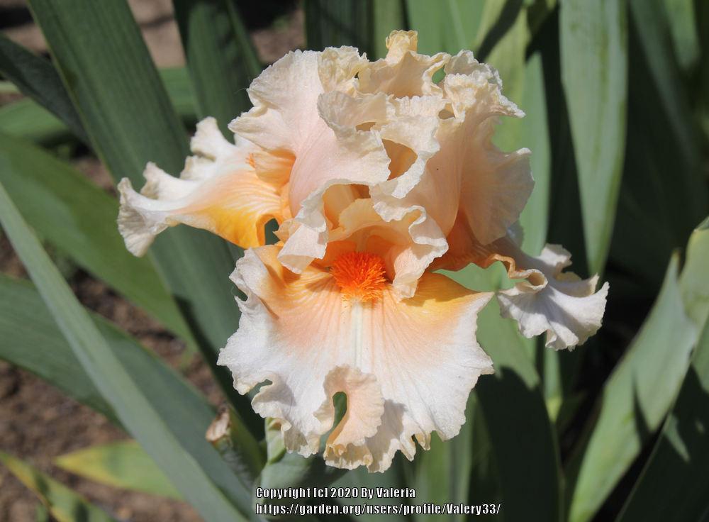 Photo of Tall Bearded Iris (Iris 'All My Dreams') uploaded by Valery33
