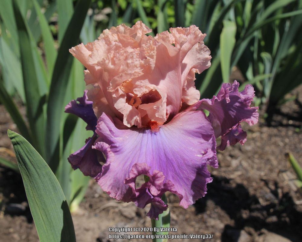 Photo of Tall Bearded Iris (Iris 'Ballerina Queen') uploaded by Valery33