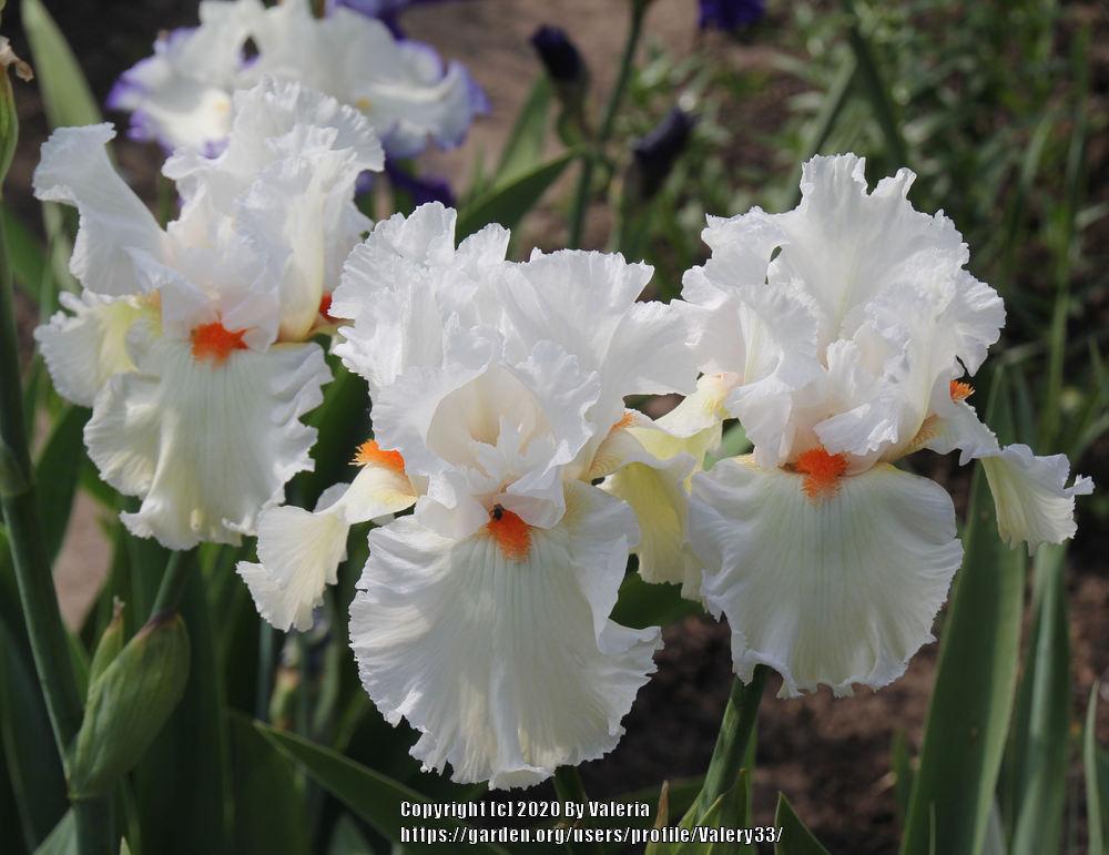 Photo of Tall Bearded Iris (Iris 'Lark Ascending') uploaded by Valery33