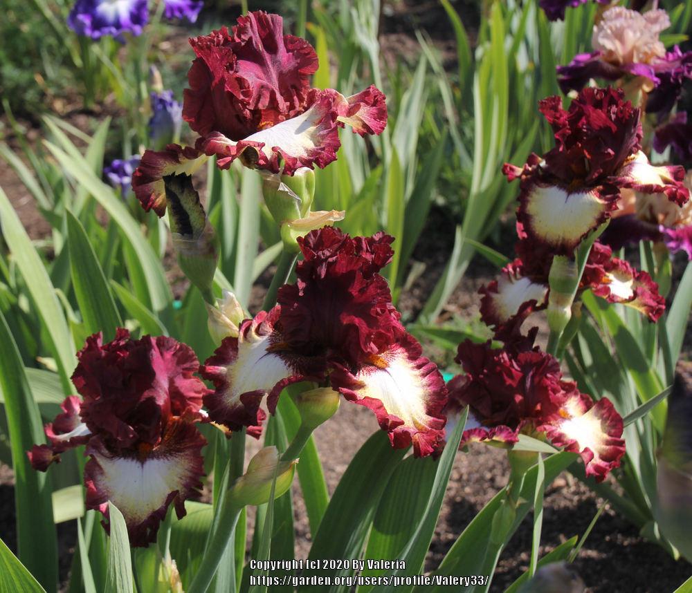 Photo of Tall Bearded Iris (Iris 'Class Ring') uploaded by Valery33