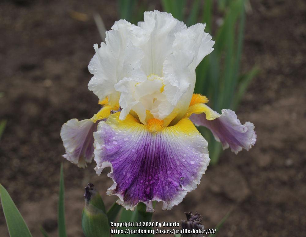 Photo of Tall Bearded Iris (Iris 'Beacon of Light') uploaded by Valery33
