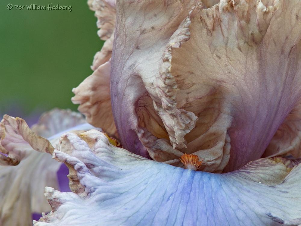 Photo of Tall Bearded Iris (Iris 'Stop Flirting') uploaded by William