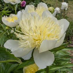 Location: Peony Garden at Nichols Arboretum, Ann Arbor, Michigan
Date: 2019-06-12
Bride's Dream peony - typical bloom in mid-cycle.  Younger blooms