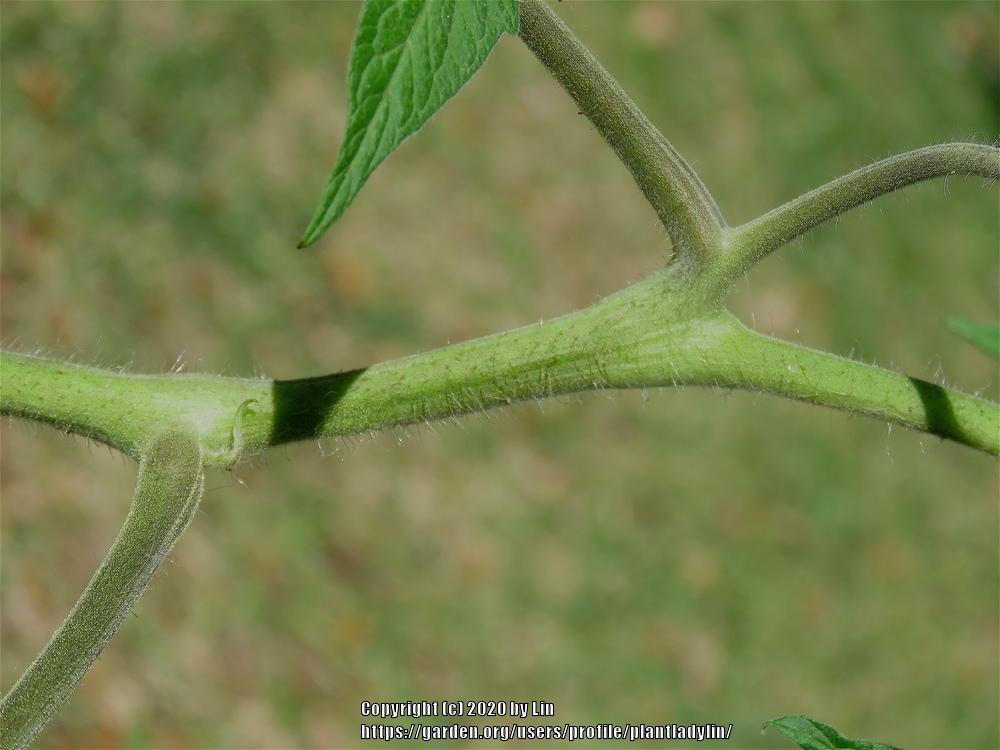 Photo of Solanum uploaded by plantladylin