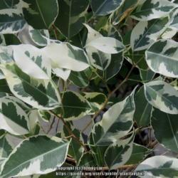 Location: Sebastian,  Florida
Date: 2020-02-04
Variegated leaves of Ficus benjamina
