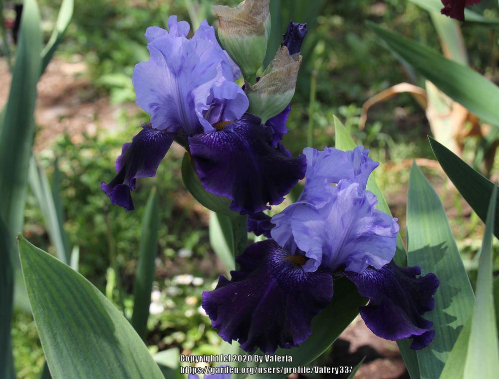 Photo of Tall Bearded Iris (Iris 'Northwest Progress') uploaded by Valery33