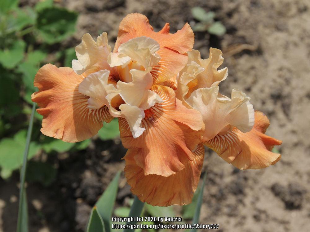 Photo of Tall Bearded Iris (Iris 'Mandarin Morning') uploaded by Valery33