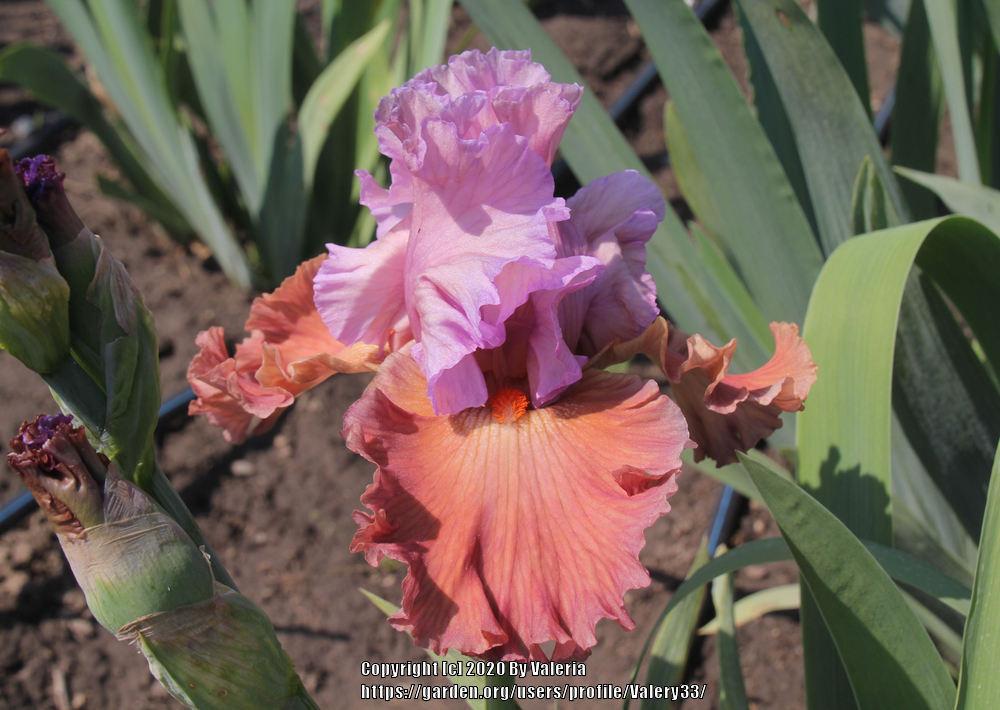 Photo of Tall Bearded Iris (Iris 'Adoree') uploaded by Valery33