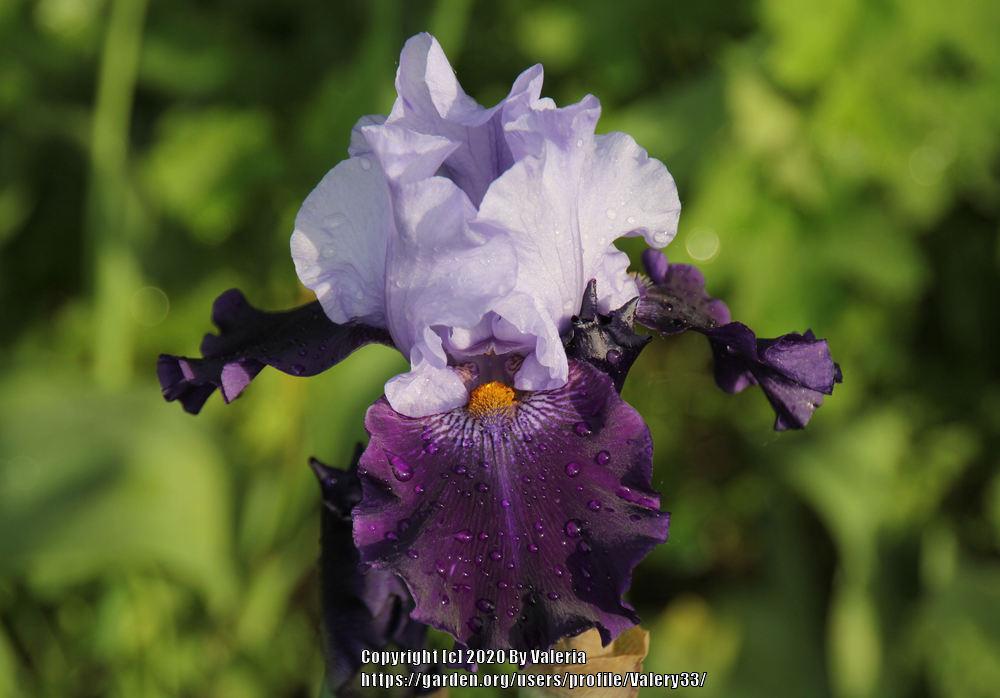 Photo of Tall Bearded Iris (Iris 'Northwest Progress') uploaded by Valery33