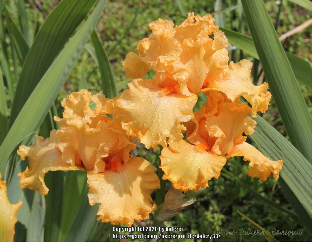 Photo of Tall Bearded Iris (Iris 'Fringe Benefits') uploaded by Valery33