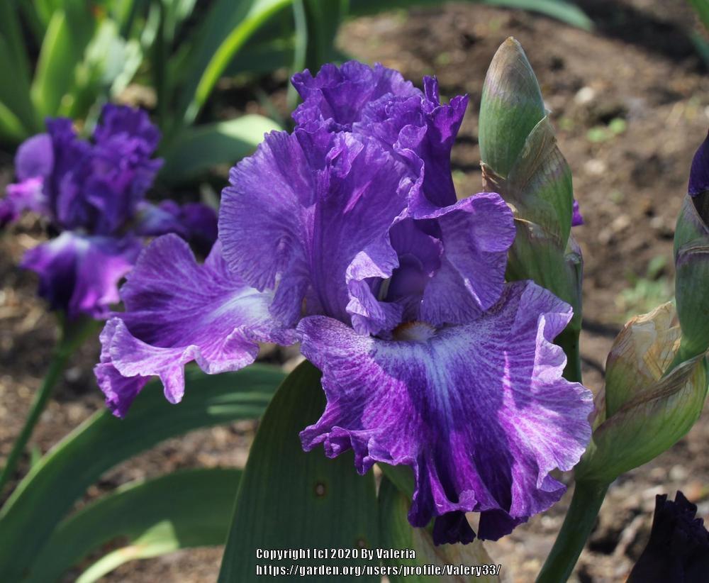 Photo of Tall Bearded Iris (Iris 'Psychic') uploaded by Valery33