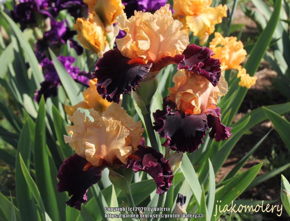 Photo of Tall Bearded Iris (Iris 'Ocelot') uploaded by Valery33