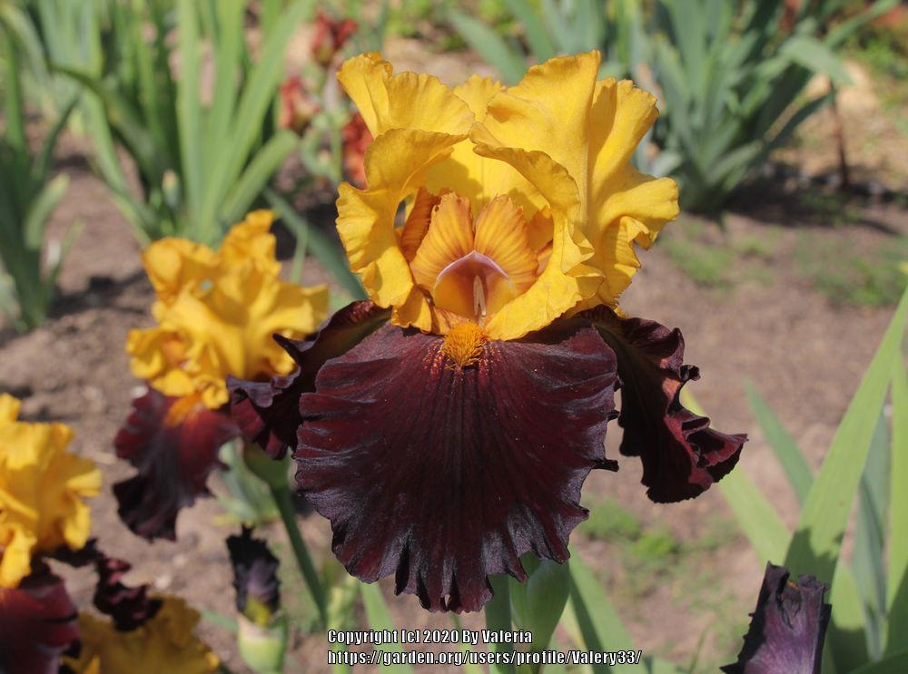 Photo of Tall Bearded Iris (Iris 'Kathy Chilton') uploaded by Valery33