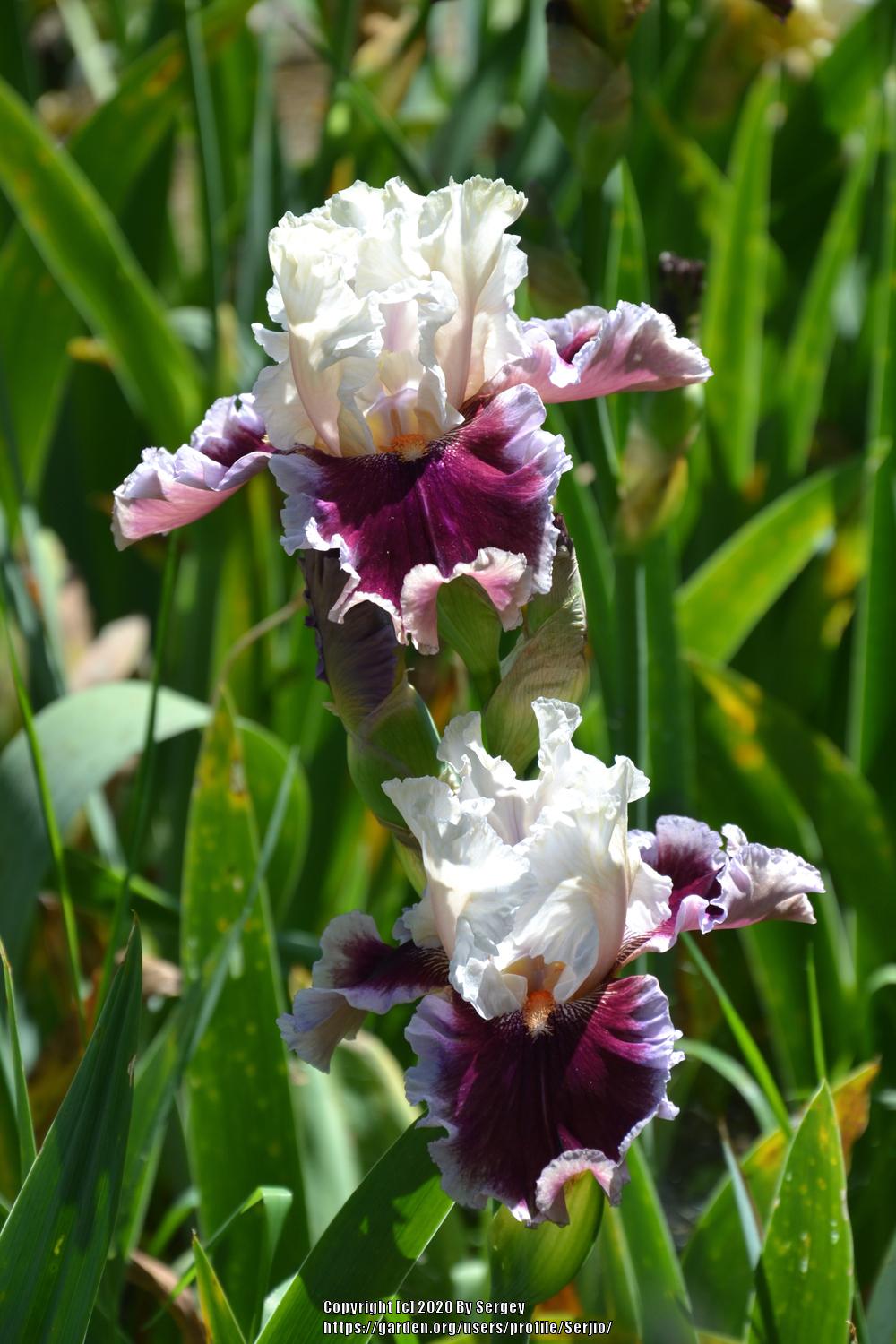 Photo of Tall Bearded Iris (Iris 'Strawberry Freeze') uploaded by Serjio