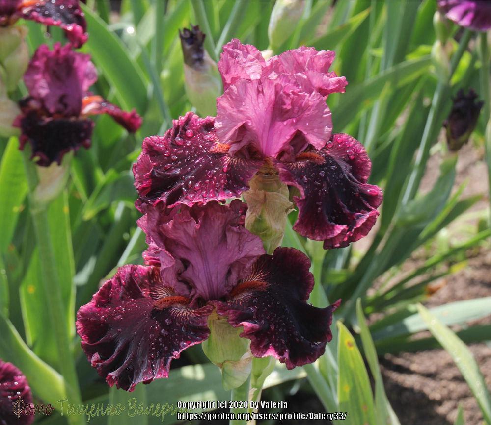 Photo of Tall Bearded Iris (Iris 'Swordsman') uploaded by Valery33