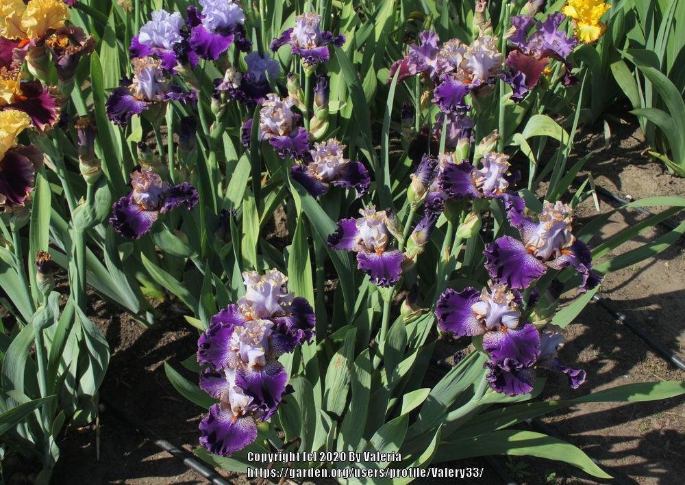 Photo of Tall Bearded Iris (Iris 'Bratislavan Prince') uploaded by Valery33