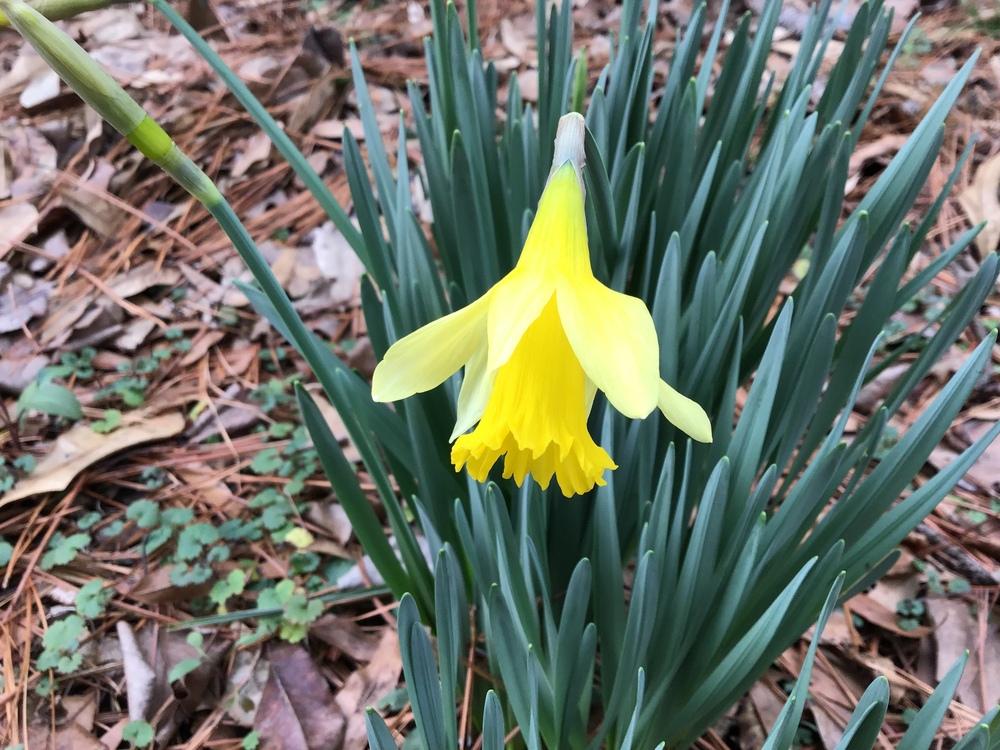 Photo of Daffodils (Narcissus) uploaded by gardenfish