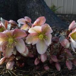 Location: My shade garden in Oklahoma City
Date: 2019-02-22
Corsican Hellebore in bloom