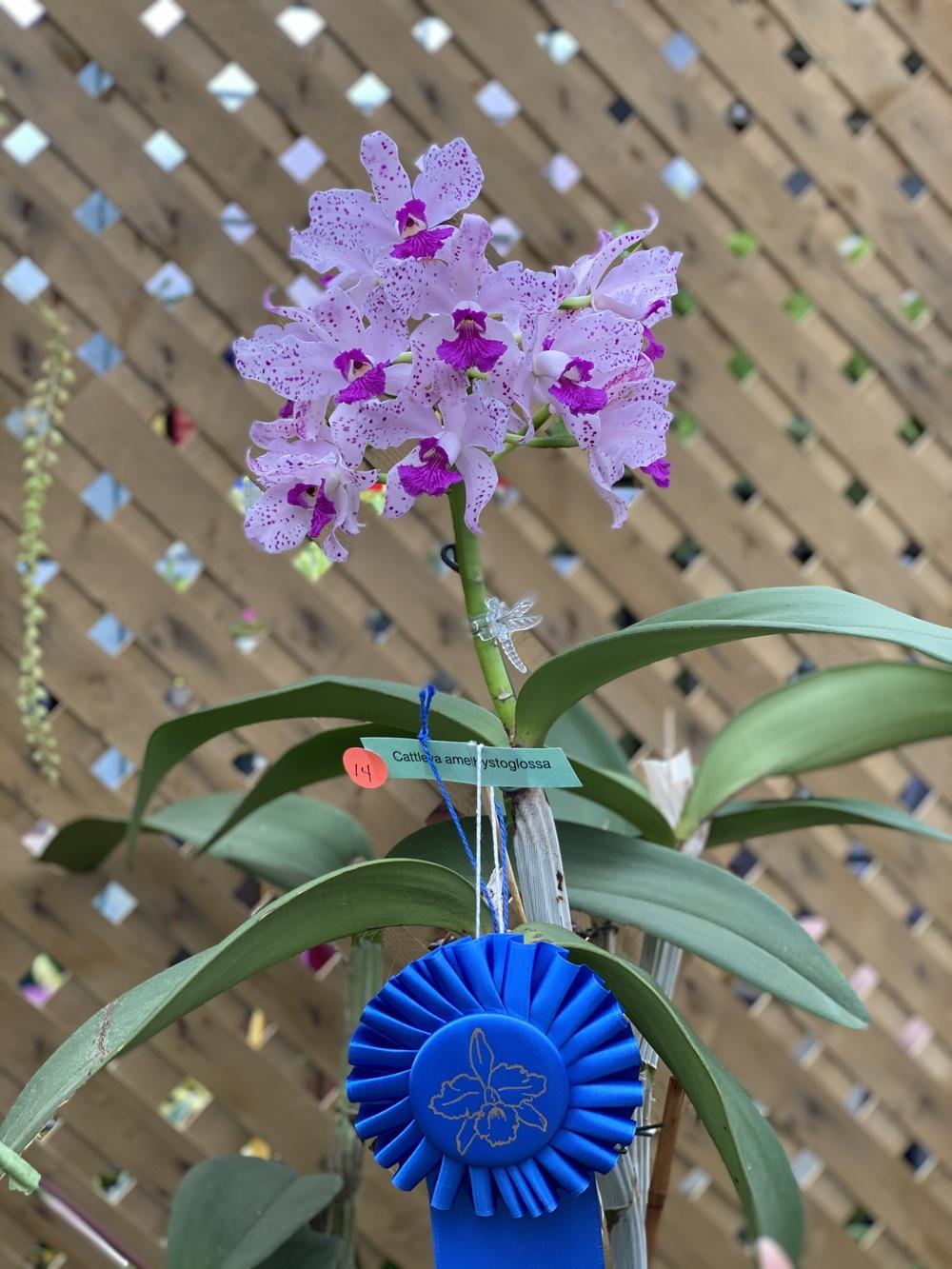Photo of Orchid (Cattleya amethystoglossa) uploaded by Ursula