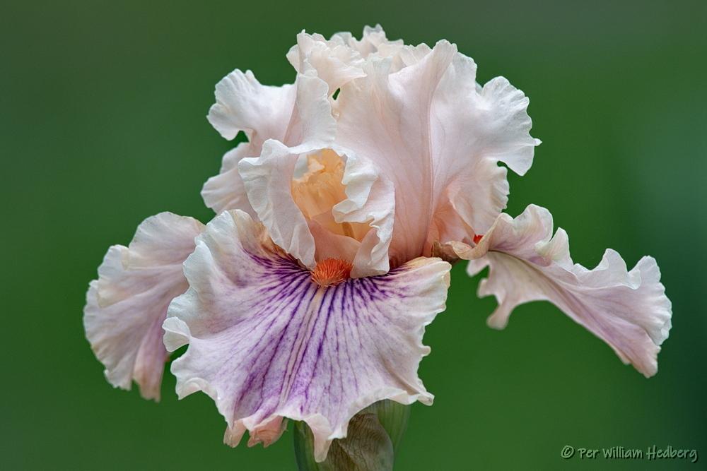 Photo of Tall Bearded Iris (Iris 'Center Line') uploaded by William