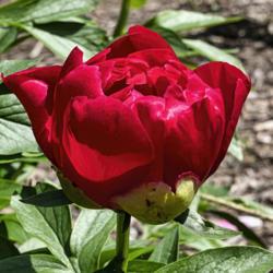 Location: Peony Garden at Nichols Arboretum, Ann Arbor, Michigan
Date: 2019-06-03
Paladin peony - side view of opening bloom.  Depth of color depen