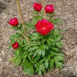 Location: Peony Garden at Nichols Arboretum, Ann Arbor, Michigan
Date: 2018-05-30
Paladin peony - young plant (planted fall 2016, photographed May 