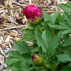 Location: Peony Garden at Nichols Arboretum, Ann Arbor, Michigan
Date: 2017-06-03
Paladin peony - buds.  The buds are more pointed or elongated tha