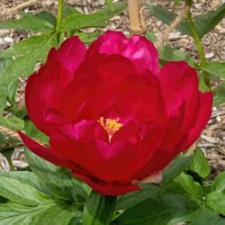 Location: Peony Garden at Nichols Arboretum, Ann Arbor, Michigan
Date: 2018-05-30
Paladin peony - classic semi-double bloom