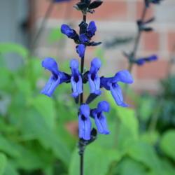Location: My garden in Oklahoma City
Date: 2017-07-04
Salvia guaranitica 'Black and Blue'