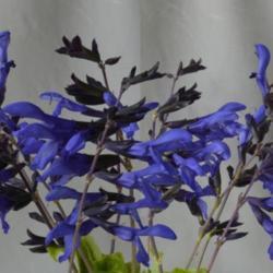 Location: My garden in Oklahoma City
Date: 10-14-2016
Salvia guaranitica 'Black and Blue'