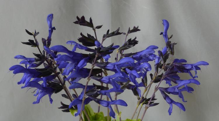 Photo of Anise-Scented Sage (Salvia coerulea 'Black and Blue') uploaded by jathton