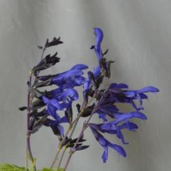 Location: My garden in Oklahoma City
Date: 10-14-2016
Salvia guaranitica 'Black and Blue'